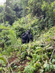 Why Gorilla Trekking in Uganda is a Must