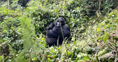 Why Gorilla Trekking in Uganda is a Must