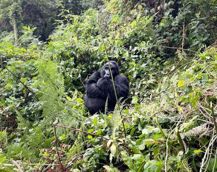 Why Gorilla Trekking in Uganda is a Must