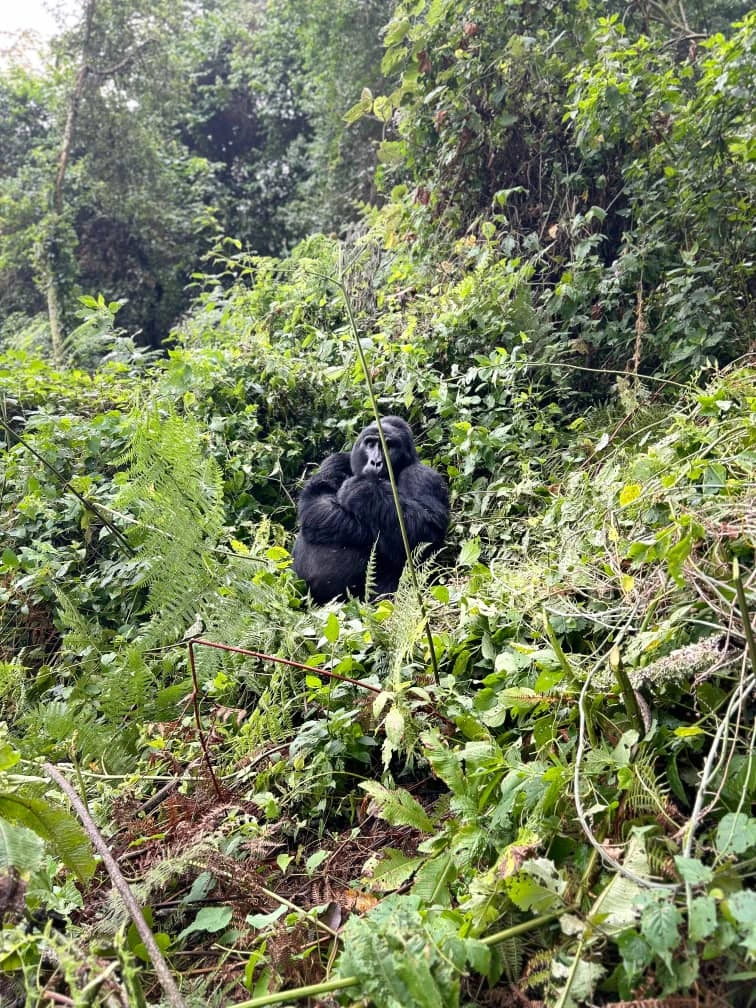 Why Gorilla Trekking in Uganda is a Must