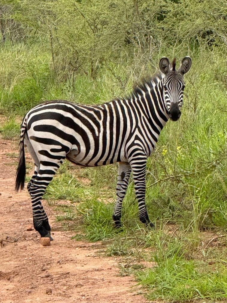 Uganda Safaris Book