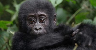 3 Days Gorilla Trekking Budget Safari Uganda