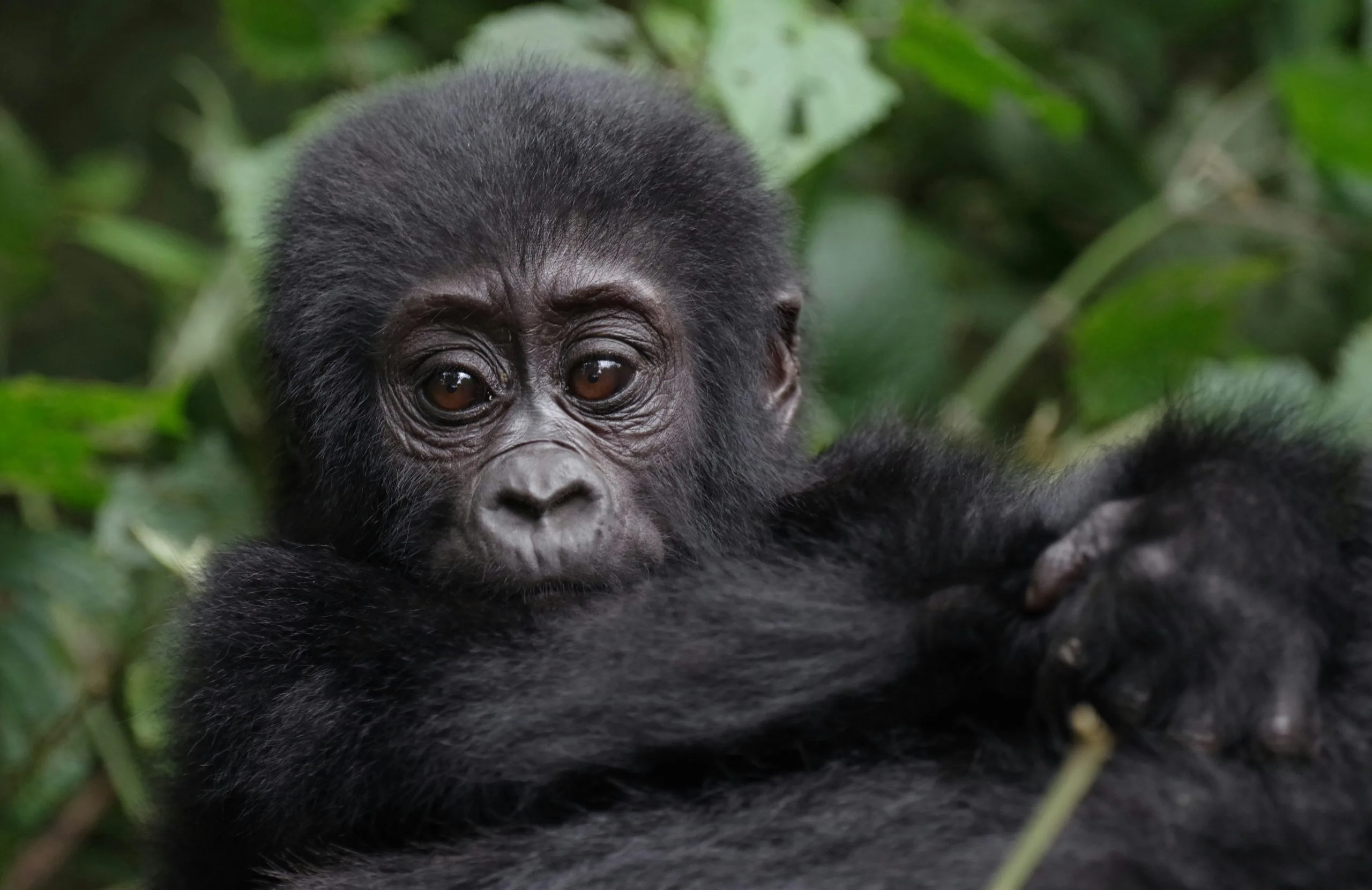 3 Days Gorilla Trekking Budget Safari Uganda