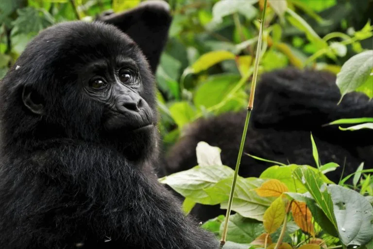 2 Days Uganda Gorilla Trekking Budget Safari