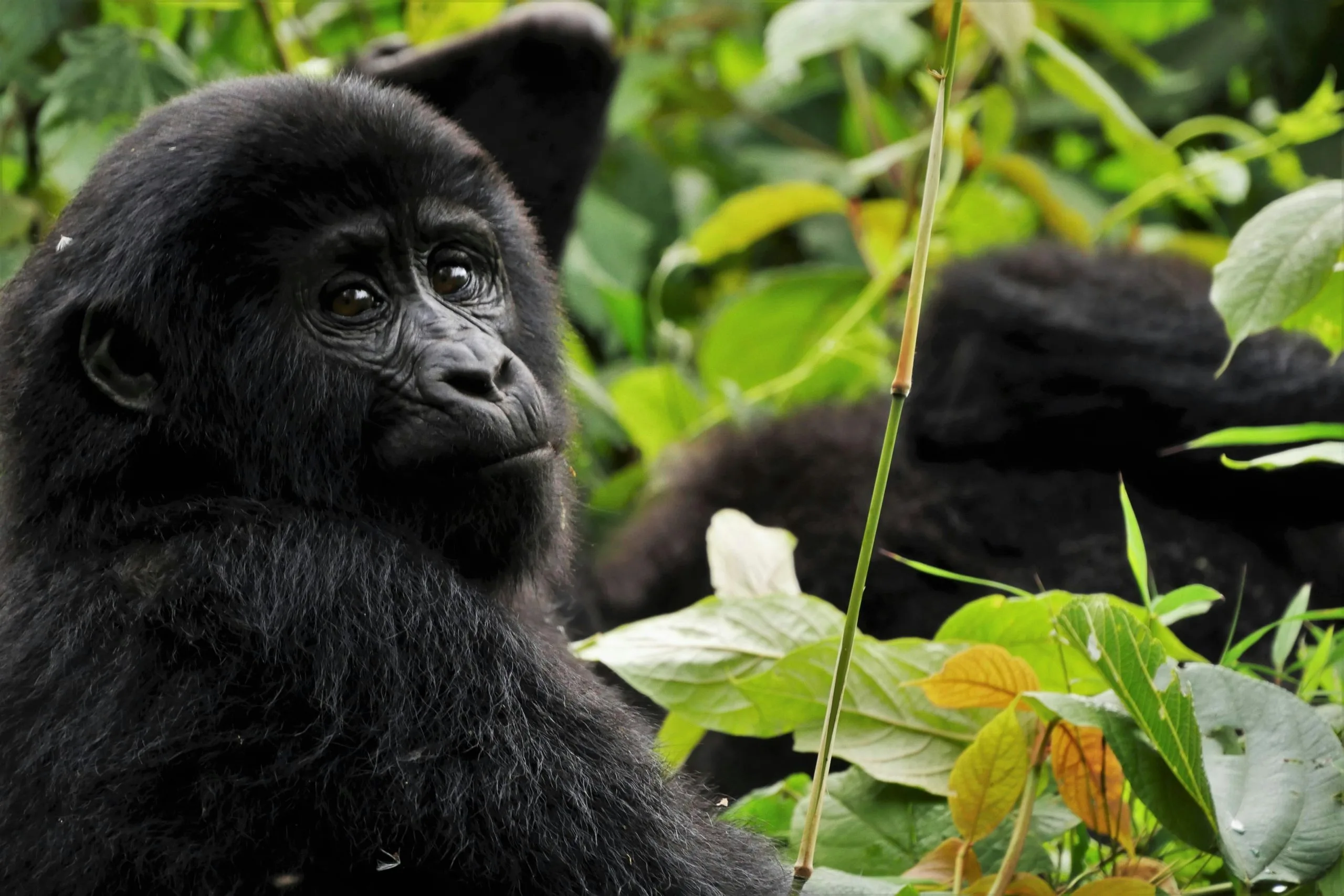2 Days Uganda Gorilla Trekking Budget Safari