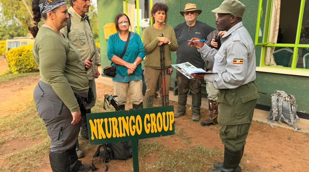 Gorilla Tracking Chimpanzee Trekking in Uganda