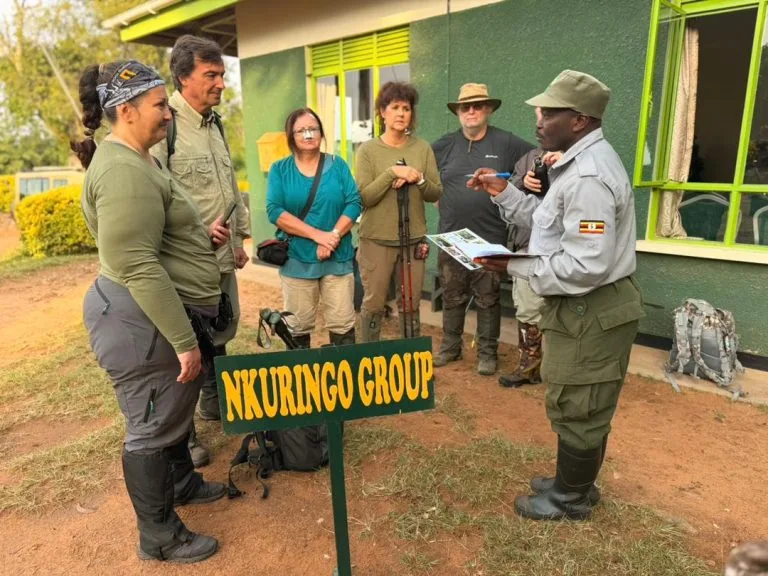 Gorilla Tracking Chimpanzee Trekking in Uganda