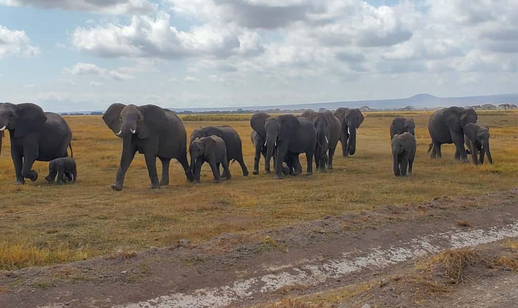 Kenya Safari Packages Native Africa