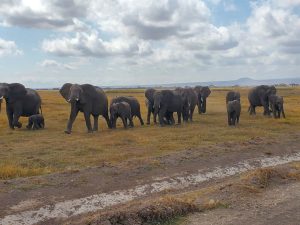Kenya Safari Packages Native Africa