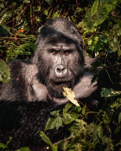 What to Do After Your Gorilla Trek in Uganda