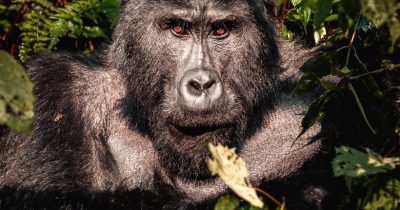 What to Do After Your Gorilla Trek in Uganda