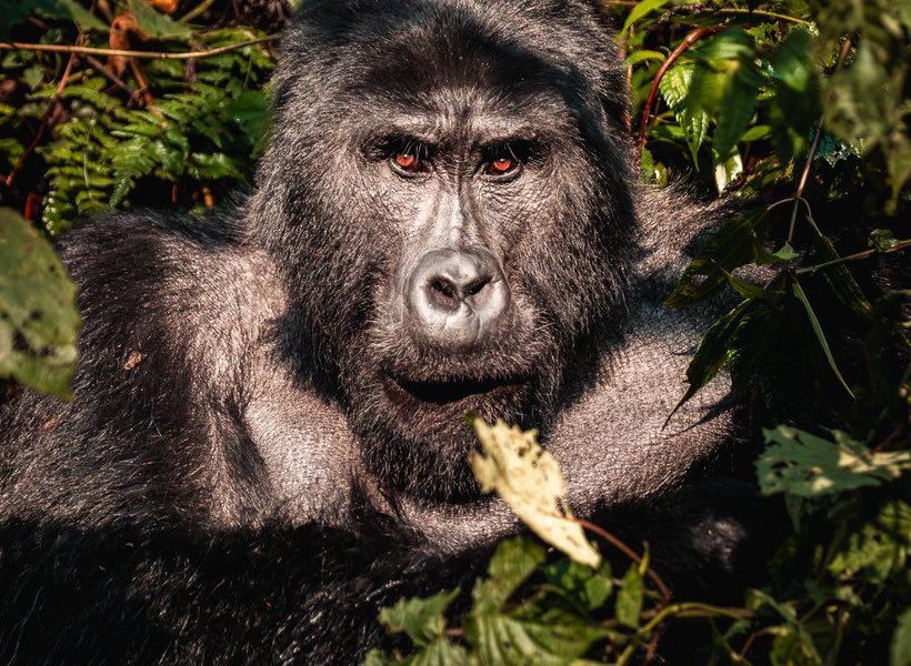 What to Do After Your Gorilla Trek in Uganda