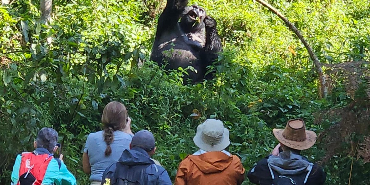 Rwanda Gorilla Trekking Older Travellers