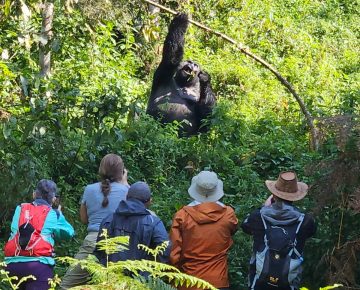 Rwanda Gorilla Trekking Older Travellers