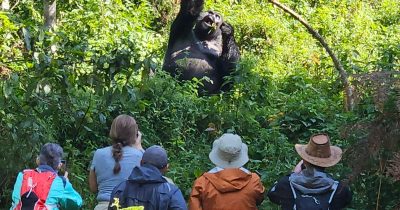 Rwanda Gorilla Trekking Older Travellers