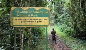 Bwindi Impernetreble National Parks Uganda Safari