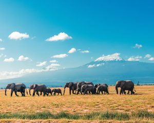 Uganda Kenya Safaris with Native Africa Tours