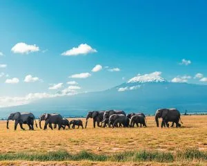 Uganda Kenya Safaris with Native Africa Tours