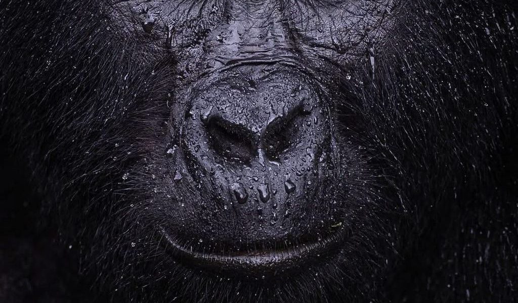 Gorilla Trekking during the Rainy Season vs. Dry Season