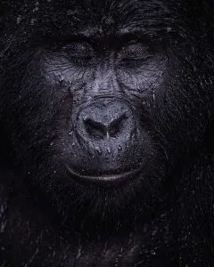 Gorilla Trekking during the Rainy Season vs. Dry Season