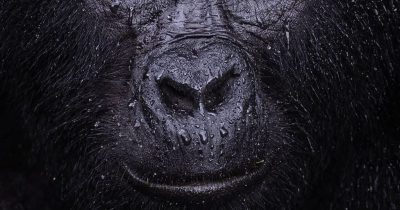 Gorilla Trekking during the Rainy Season vs. Dry Season
