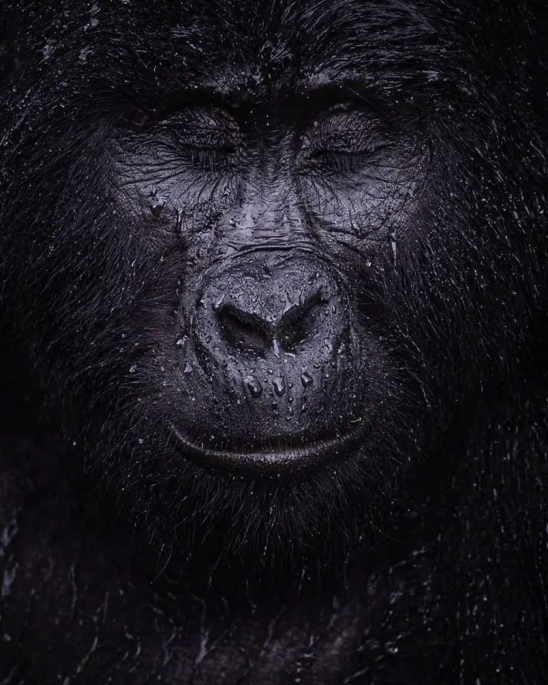 Gorilla Trekking during the Rainy Season vs. Dry Season