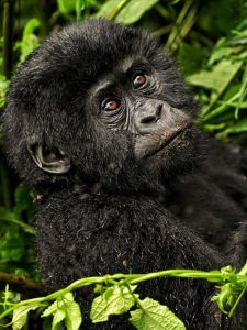 Double Gorilla Trekking in Volcanoes and Bwindi in One Trip