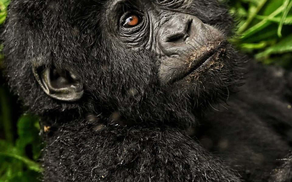 Double Gorilla Trekking in Volcanoes and Bwindi in One Trip