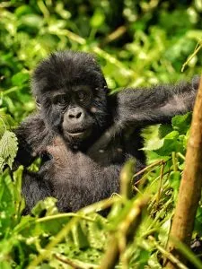 Gorilla Habituation Bwindi with Native Africa Tours