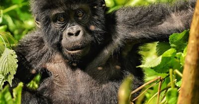 Gorilla Habituation Bwindi with Native Africa Tours