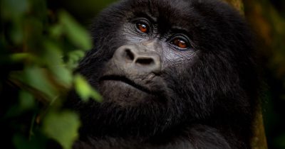 Gorilla Habituation Experience with Native Africa Tours