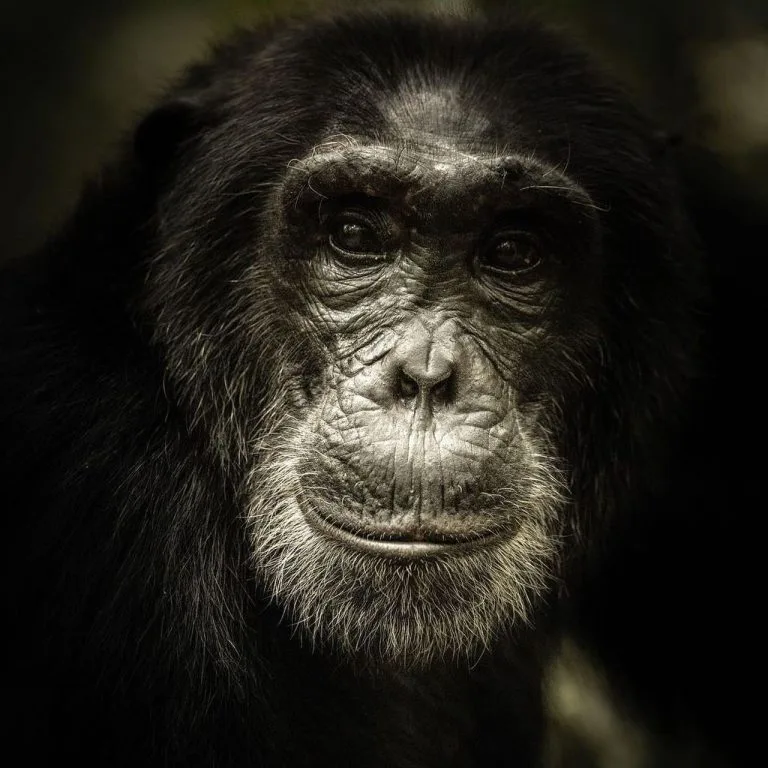 Chimpanzees in Nyungwe by Native Africa Tours