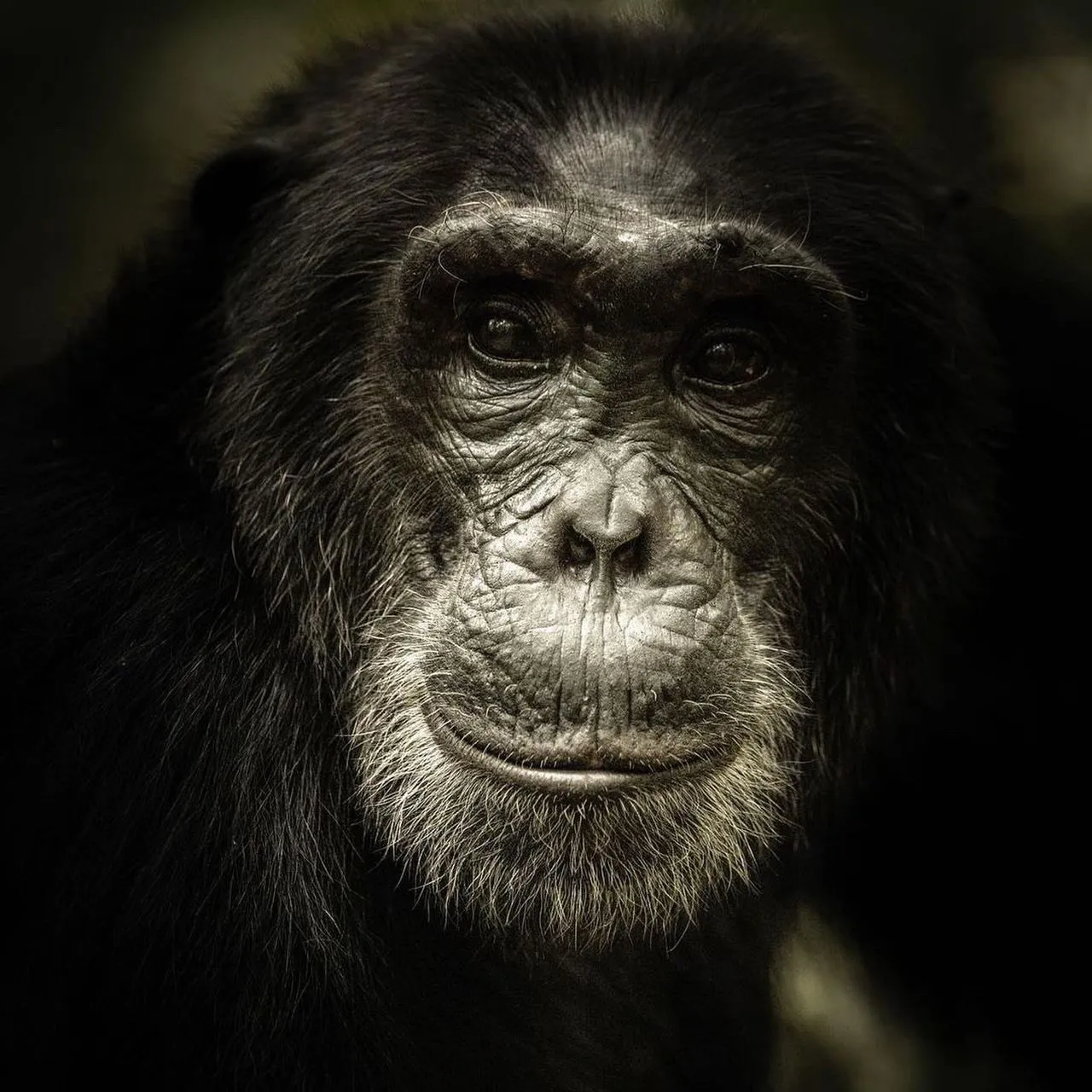 Chimpanzees in Nyungwe by Native Africa Tours