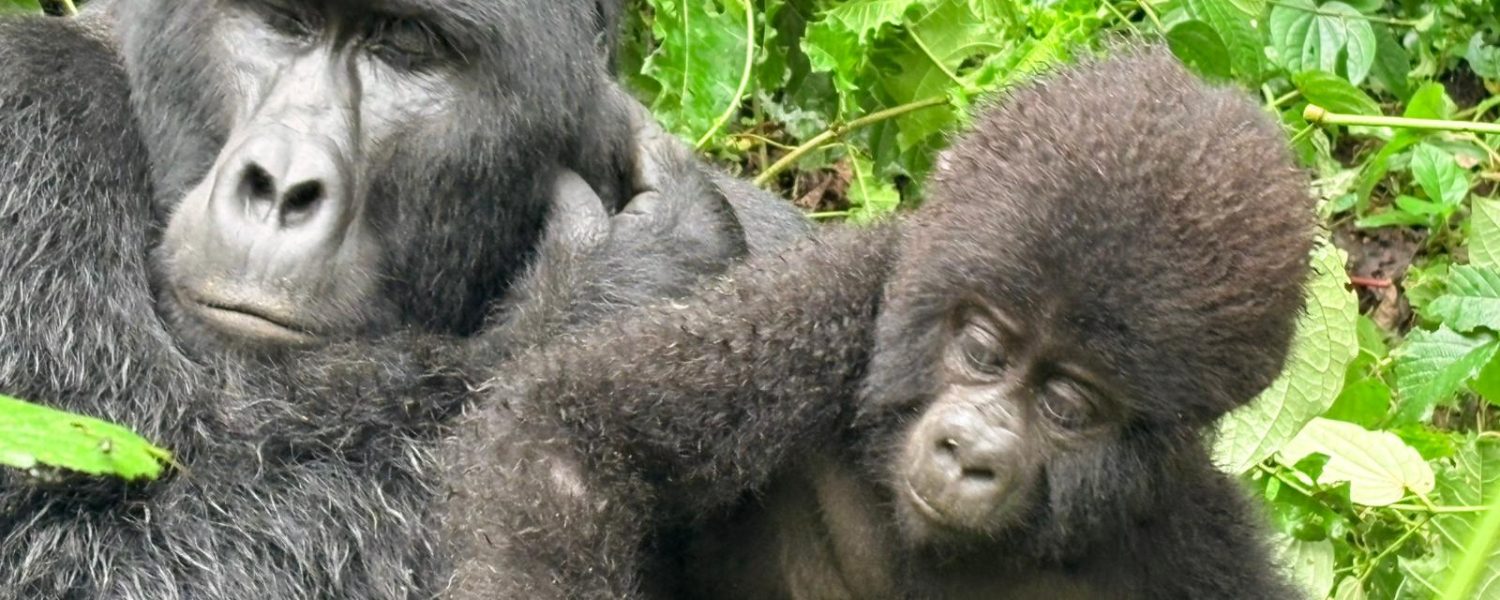 New Price Gorilla Habituation Uganda 