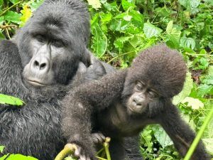 New Price Gorilla Habituation Uganda 