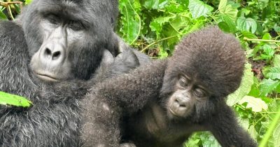 New Price Gorilla Habituation Uganda 
