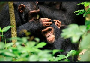 New Price Chimpanzee Trekking Uganda