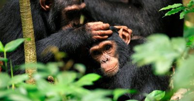New Price Chimpanzee Trekking Uganda