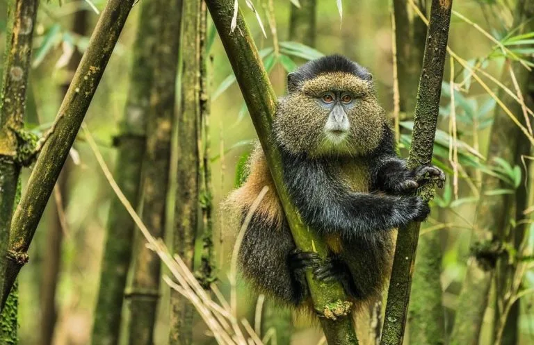 Uganda Golden Monkey and Gorilla Safari with Native Africa Tours