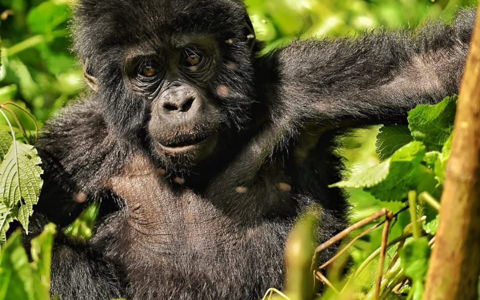 Best Month for Gorilla Trekking recommended by Native AFrica Tours