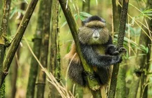 Golden Monkey Trekking in Volcanoes with Native Africa Tours