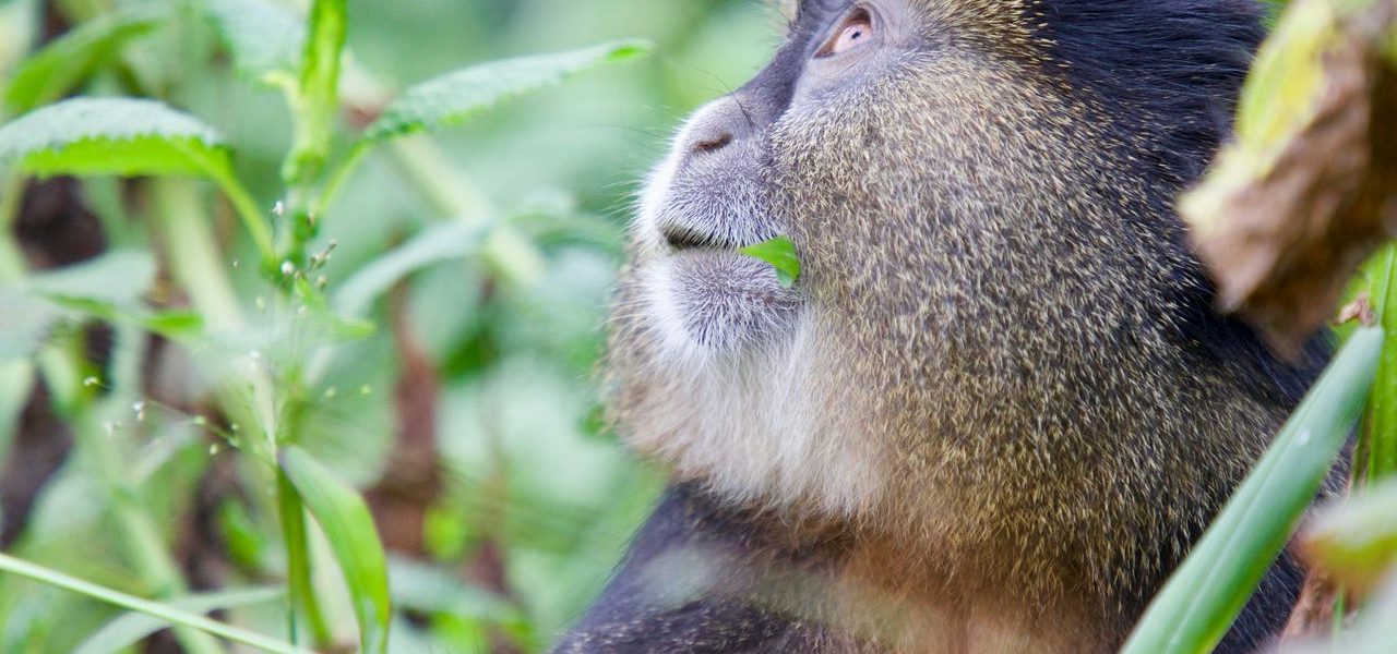 Golden Monkey Trekking in Volcanoes vs. Mgahinga