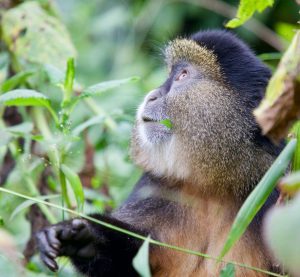 Golden Monkey Trekking in Volcanoes vs. Mgahinga