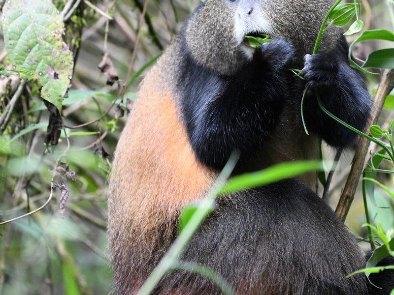 Picture taken by Guests on a Golden monkey habituation trip by Native Africa Tours