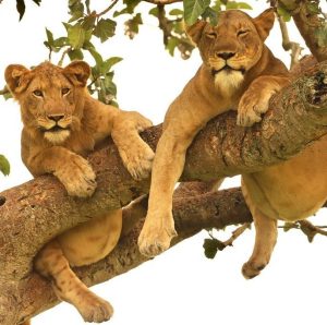 Tree Climbing Lions in Ishasha Spotted by Native Africa Tours Guests on Safari