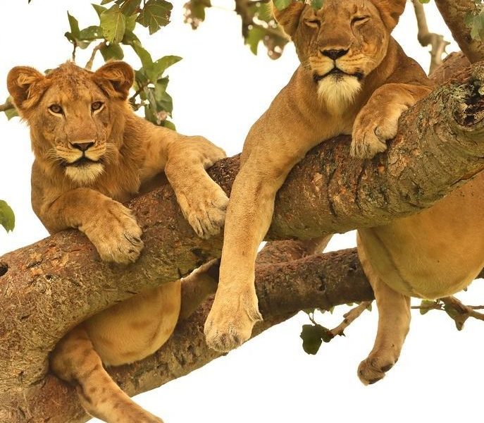 Tree Climbing Lions in Ishasha Spotted by Native Africa Tours Guests on Safari