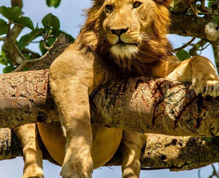 Tree Climbing Lion spotted on one of the Game drives in Ishasha by Native Africa Tours