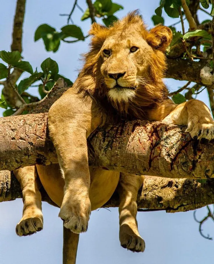 Tree Climbing Lion spotted on one of the Game drives in Ishasha by Native Africa Tours