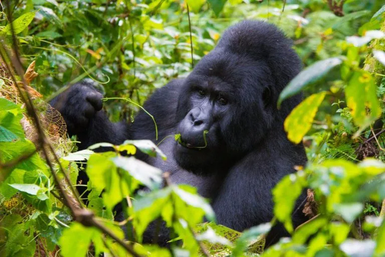 Male Gorilla Silverback Photoghraphed on a Habituation in Rushaga