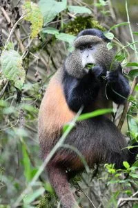 Photo of a Golden Monkey captured in Volcanoes National Park Rwanda